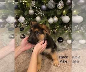 German Shepherd Dog Puppy for sale in MIDLAND, GA, USA