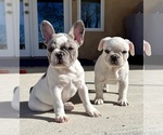 Small #1 French Bulldog