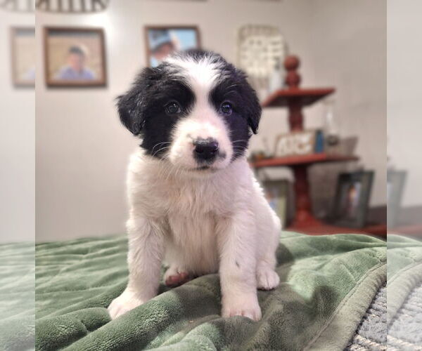 Medium Photo #2 Border Collie-Unknown Mix Puppy For Sale in Wakefield, RI, USA