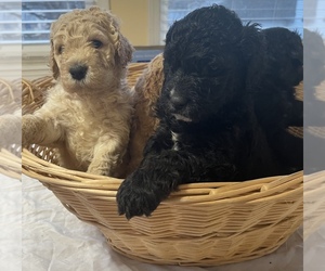 Double Doodle Puppy for sale in FERN CREEK, KY, USA