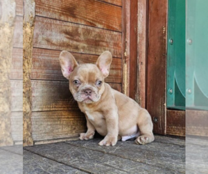 French Bulldog Puppy for sale in WEST HOLLYWOOD, CA, USA