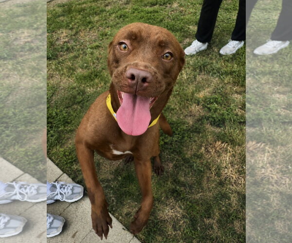 Medium Photo #3 Coonhound-Labrador Retriever Mix Puppy For Sale in Houston, TX, USA