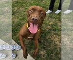 Small #2 Coonhound-Labrador Retriever Mix
