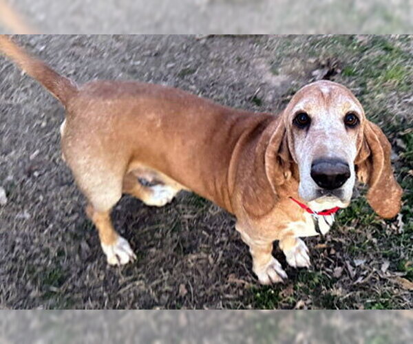 Medium Photo #3 Basset Hound Puppy For Sale in Deepwater, NJ, USA
