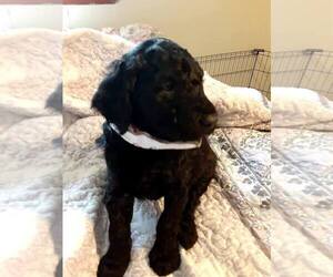 Goldendoodle Puppy for sale in TAYLORSVILLE, NC, USA