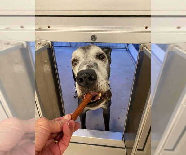 Medium Photo #4 Great Dane Puppy For Sale in Bullard, TX, USA