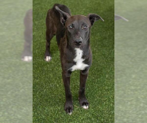 Medium Photo #3 Siberian Husky-Staffordshire Bull Terrier Mix Puppy For Sale in Baytown, TX, USA