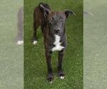 Small #2 Siberian Husky-Staffordshire Bull Terrier Mix