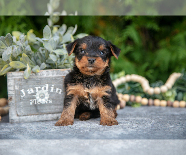Medium Photo #1 Yorkshire Terrier Puppy For Sale in KIRKWOOD, PA, USA