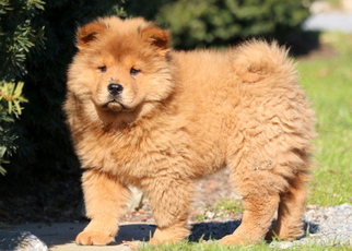 Chow Chow Puppy for sale in MOUNT JOY, PA, USA