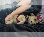 Small Photo #12 Chiweenie Puppy For Sale in Arlington, VA, USA