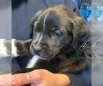 Small #4 Boxer-Brittany Mix