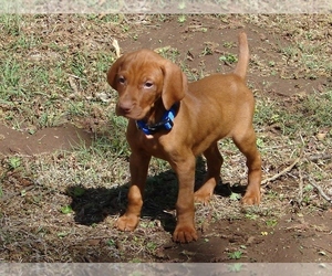 Vizsla Puppy for sale in AMORITA, OK, USA