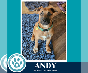 Mutt Dogs for adoption in Kimberton, PA, USA