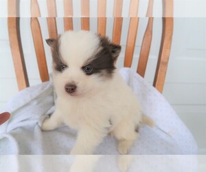 Pomsky Puppy for sale in KALAMAZOO, MI, USA