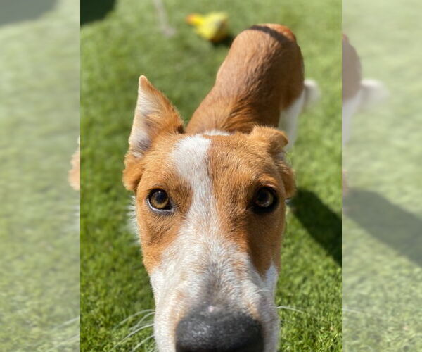 Medium Photo #4 Border Collie-Unknown Mix Puppy For Sale in La Verne, CA, USA