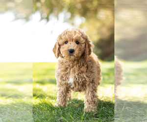 Poodle (Miniature) Puppy for sale in SHIPSHEWANA, IN, USA