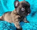 Small #9 French Bulldog