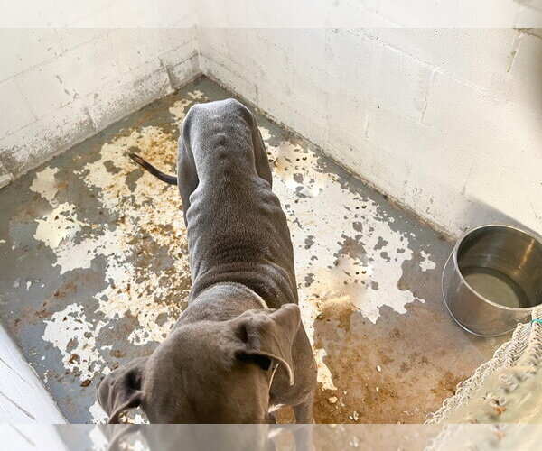 Medium Photo #3 Great Dane Puppy For Sale in Bullard, TX, USA