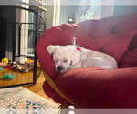 Small #7 Shih Tzu Mix