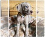 Small Photo #2 Weimaraner Puppy For Sale in PORTER, MN, USA