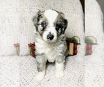 Small Photo #2 Miniature Australian Shepherd Puppy For Sale in WEST PLAINS, MO, USA