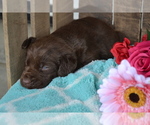 Puppy Lysa Labrador Retriever