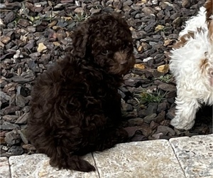 Poodle (Toy) Puppy for sale in NEW RIVER, AZ, USA