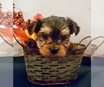 Small Photo #2 Yorkshire Terrier Puppy For Sale in LAKELAND, FL, USA