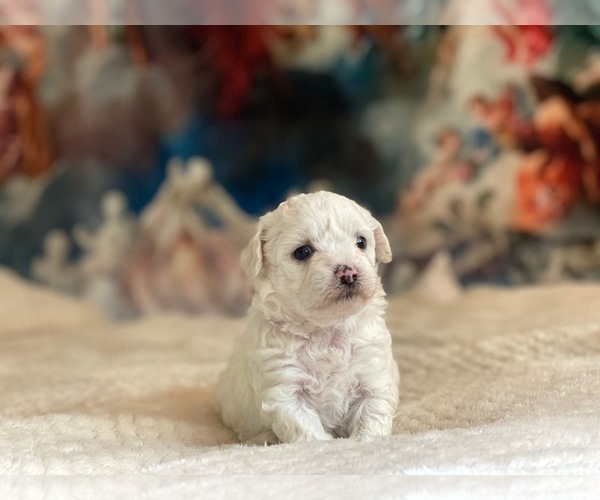 Medium Photo #4 Zuchon Puppy For Sale in GALENA, NV, USA