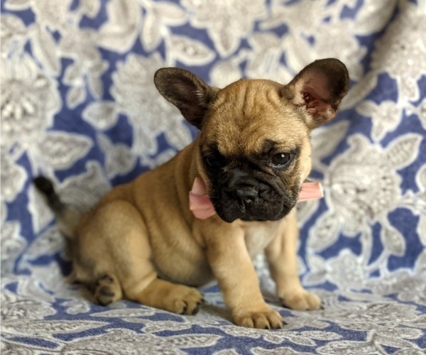 Medium Photo #6 French Bulldog Puppy For Sale in CHRISTIANA, PA, USA
