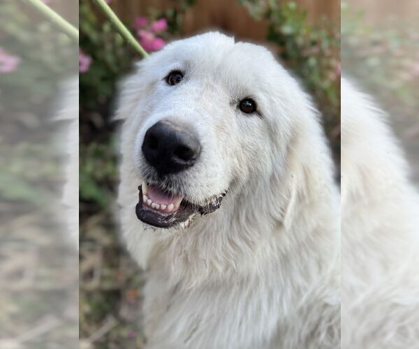 Medium Photo #10 Great Pyrenees Puppy For Sale in Spring, TX, USA