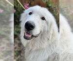 Small #9 Great Pyrenees