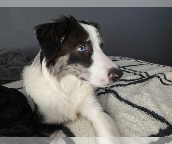 Medium Photo #21 Border Collie Puppy For Sale in EVERETT, WA, USA