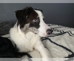 Small Photo #21 Border Collie Puppy For Sale in EVERETT, WA, USA