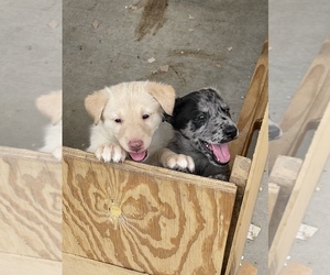 Husky-Labrador Retriever Mix Dogs for adoption in EAST ORCHARD MESA, CO, USA