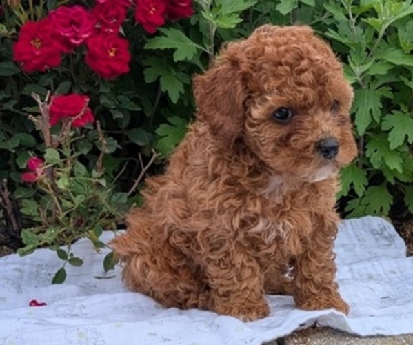 Medium Photo #12 Cock-A-Poo Puppy For Sale in GOSHEN, IN, USA