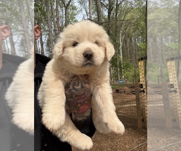 Medium Photo #15 Great Pyrenees Puppy For Sale in NEWTON, NC, USA