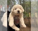 Small #14 Great Pyrenees