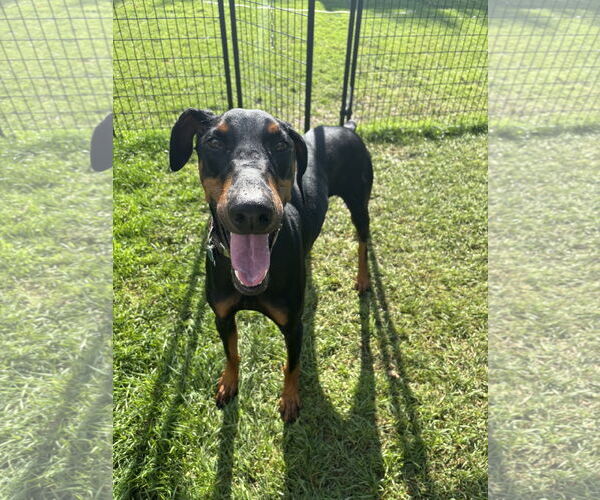 Medium Photo #5 Doberman Pinscher Puppy For Sale in Minneaoplis, MN, USA