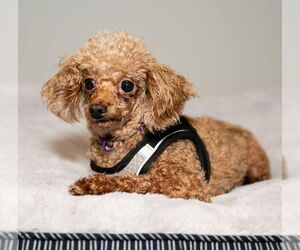 Poodle (Toy) Dogs for adoption in St. Louis Park, MN, USA