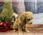 Small Photo #18 Aussiedoodle Puppy For Sale in COMMERCE, MI, USA
