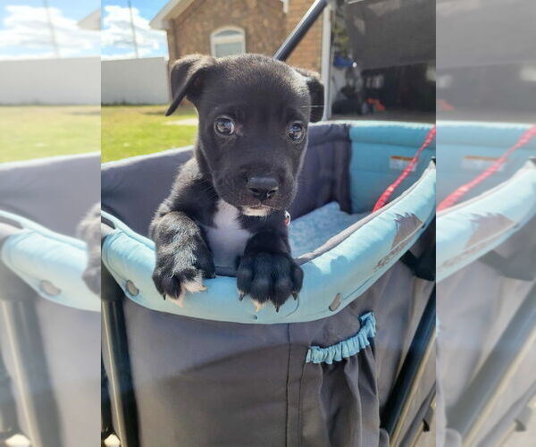 Medium Photo #24 German Shepherd Dog-Unknown Mix Puppy For Sale in Imlay City, MI, USA