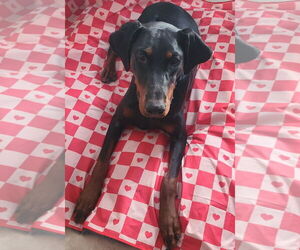 Doberman Pinscher Dogs for adoption in Minneaoplis, MN, USA