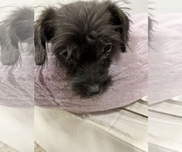 Medium Photo #4 Mutt Puppy For Sale in Pipe Creek, TX, USA