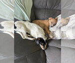 Small #2 Mutt