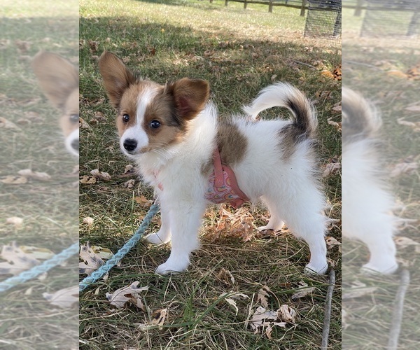 Medium Photo #1 Papillon Puppy For Sale in CANOGA, NY, USA