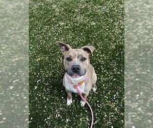 Mutt Dogs for adoption in West Valley, UT, USA