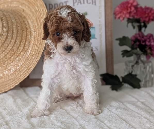 Medium Photo #22 Poodle (Miniature) Puppy For Sale in GOSHEN, IN, USA