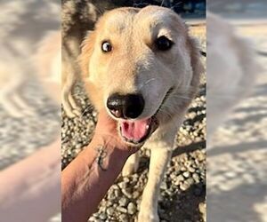 Harley - Female Siberian Husky Dog for Adoption - Photo #3